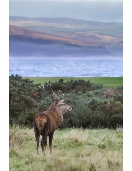 Red deer stag (Cervus elaphus), Isle of Arran, Scotland, United Kingdom, Europe
