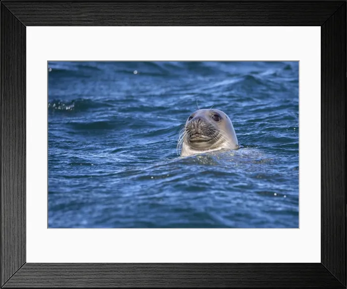 Framed Print : Grey seal (Halichoerus grypus) swimming, Farne Islands, Seahouses, Northumberland, England, United Kingdom, Europe Framed Print : Grey seal (Halichoerus grypus) swimming, Farne Islands, Seahouses, Northumberland, England, United Kingdom, Europe