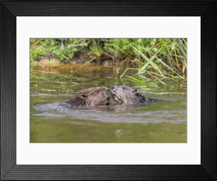 Framed Print : Eurasian beavers (Castor fiber), captive in breeding programme, United Kingdom, Europe Framed Print : Eurasian beavers (Castor fiber), captive in breeding programme, United Kingdom, Europe