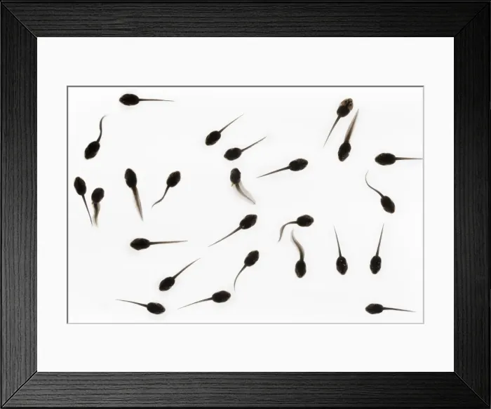Framed Print : Tadpoles of common frog (Rana temporaria), United Kingdom, Europe Framed Print : Tadpoles of common frog (Rana temporaria), United Kingdom, Europe