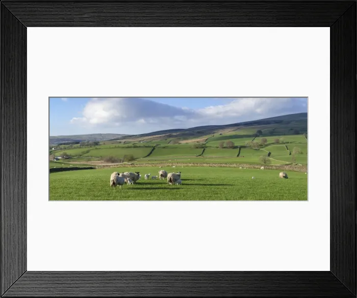 Framed Print : Sheep with lambs in fields below the high Pennines, Eden Valley, Cumbria, England, United Kingdom, Europe Framed Print : Sheep with lambs in fields below the high Pennines, Eden Valley, Cumbria, England, United Kingdom, Europe