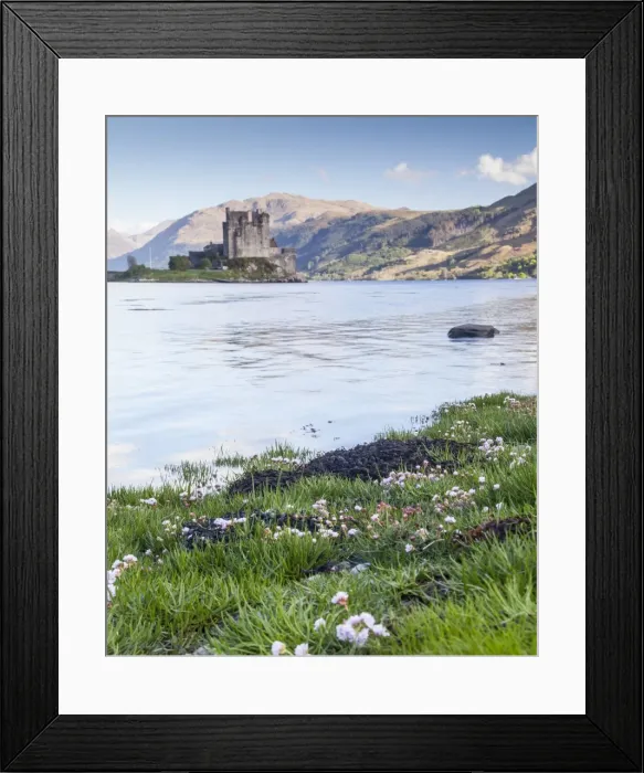 Framed Print : Seathrift flowers in front of Eilean Donan castle and Loch Duich, Highlands, Scotland, United Kingdom, Europe Framed Print : Seathrift flowers in front of Eilean Donan castle and Loch Duich, Highlands, Scotland, United Kingdom, Europe