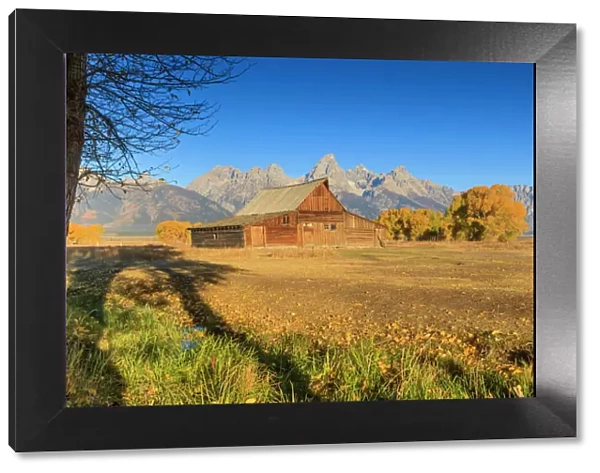 Mormon Row barn on a clear Autumn (Fall) morning, Antelope Flats, Grand Teton National Park, Wyoming, United States of America, North America
