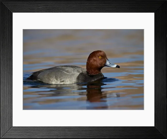Framed Print : Redhead (Aythya americana) swimming, Clark County, Nevada, United States of America, North America Framed Print : Redhead (Aythya americana) swimming, Clark County, Nevada, United States of America, North America