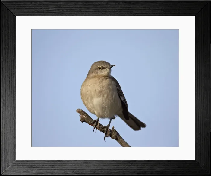 Framed Print : Northern Mockingbird (Mimus polyglottos), Overton Wildlife Management Area, Overton, Nevada, United States of America, North America Framed Print : Northern Mockingbird (Mimus polyglottos), Overton Wildlife Management Area, Overton, Nevada, United States of America, North America