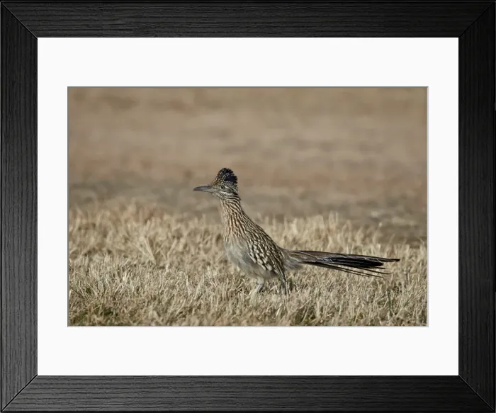 Framed Print : Greater Roadrunner (Geococcyx californianus), Overton Wildlife Management Area, Overton, Nevada, United States of America, North America Framed Print : Greater Roadrunner (Geococcyx californianus), Overton Wildlife Management Area, Overton, Nevada, United States of America, North America