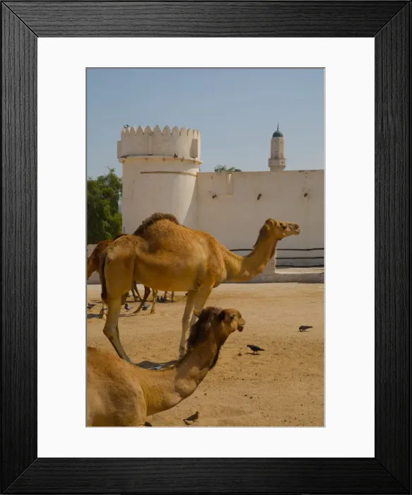 Framed Print : Camels in Camel Souq, Waqif Souq, Doha, Qatar, Middle East Framed Print : Camels in Camel Souq, Waqif Souq, Doha, Qatar, Middle East