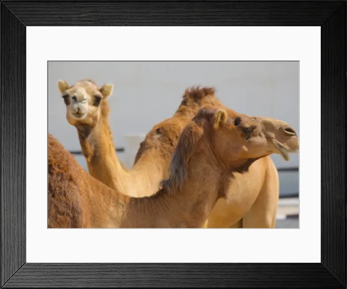 Framed Print : Camels in Camel Souq, Waqif Souq, Doha, Qatar, Middle East Framed Print : Camels in Camel Souq, Waqif Souq, Doha, Qatar, Middle East