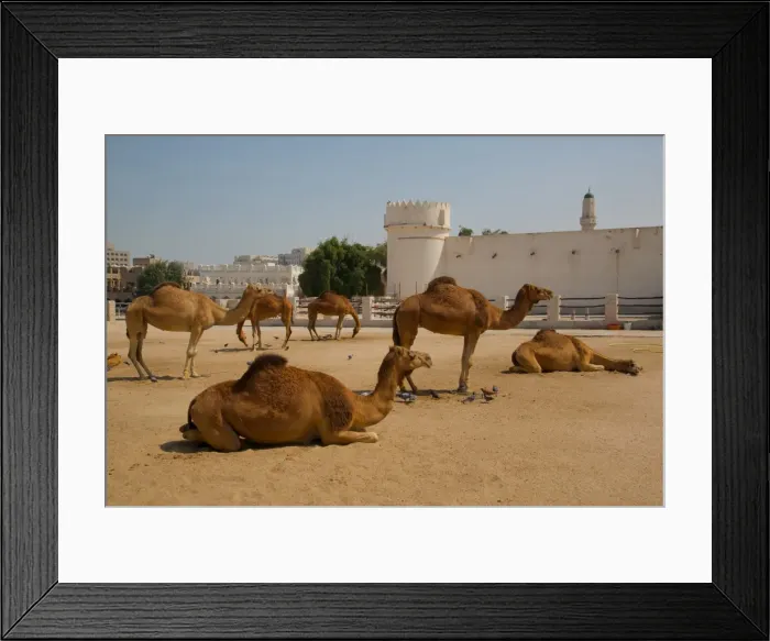 Framed Print : Camels in Camel Souq, Waqif Souq, Doha, Qatar, Middle East Framed Print : Camels in Camel Souq, Waqif Souq, Doha, Qatar, Middle East