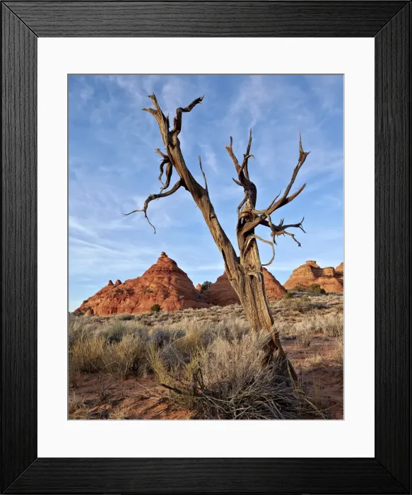Framed Print : Dead juniper trunk and sandstone cones, Coyote Buttes Wilderness, Vermilion Cliffs National Monument, Arizona, United States of America, North America Framed Print : Dead juniper trunk and sandstone cones, Coyote Buttes Wilderness, Vermilion Cliffs National Monument, Arizona, United States of America, North America