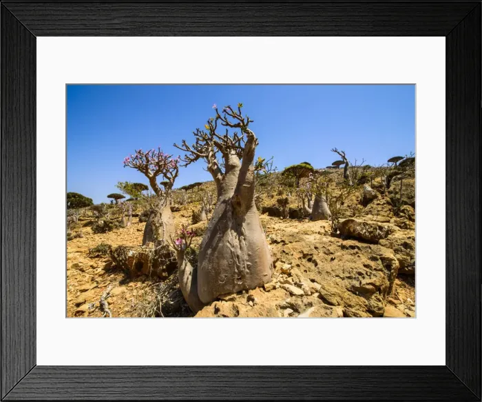 Framed Print : Bottle trees in bloom (Adenium obesum), endemic tree of Socotra, Homil Protected Area, island of Socotra, UNESCO World Heritage Site, Yemen, Middle East Framed Print : Bottle trees in bloom (Adenium obesum), endemic tree of Socotra, Homil Protected Area, island of Socotra, UNESCO World Heritage Site, Yemen, Middle East