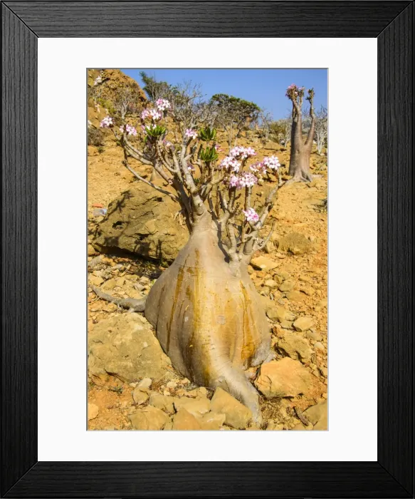 Framed Print : Bottle trees in bloom (Adenium obesum), endemic tree of Socotra, Homil Protected Area, island of Socotra, UNESCO World Heritage Site, Yemen, Middle East Framed Print : Bottle trees in bloom (Adenium obesum), endemic tree of Socotra, Homil Protected Area, island of Socotra, UNESCO World Heritage Site, Yemen, Middle East