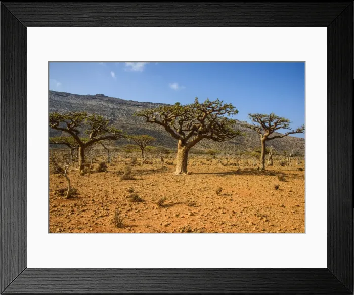 Framed Print : Frankincense trees (Boswellia elongata), Homil Protected Area, island of Socotra, UNESCO World Heritage Site, Yemen, Middle East Framed Print : Frankincense trees (Boswellia elongata), Homil Protected Area, island of Socotra, UNESCO World Heritage Site, Yemen, Middle East