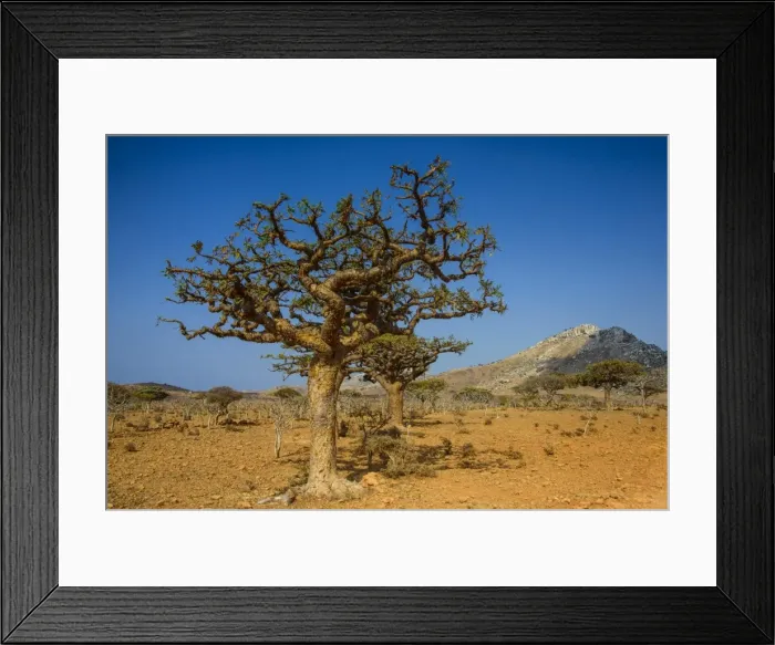 Framed Print : Frankincense trees (Boswellia elongata), Homil Protected Area, island of Socotra, UNESCO World Heritage Site, Yemen, Middle East Framed Print : Frankincense trees (Boswellia elongata), Homil Protected Area, island of Socotra, UNESCO World Heritage Site, Yemen, Middle East