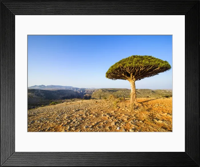 Framed Print : Dracaena cinnabari (the Socotra dragon tree) (dragon blood tree), Dixsam plateau on the island of Socotra, UNESCO World Heritage Site, Yemen, Middle East Framed Print : Dracaena cinnabari (the Socotra dragon tree) (dragon blood tree), Dixsam plateau on the island of Socotra, UNESCO World Heritage Site, Yemen, Middle East