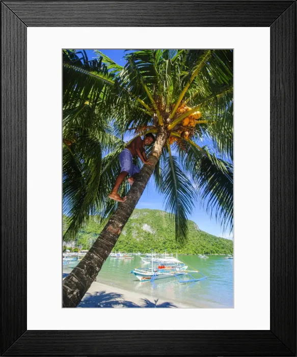 Framed Print : Man climbing on a coconut tree, El Nido, Bacuit Archipelago, Palawan, Philippines, Southeast Asia, Asia Framed Print : Man climbing on a coconut tree, El Nido, Bacuit Archipelago, Palawan, Philippines, Southeast Asia, Asia