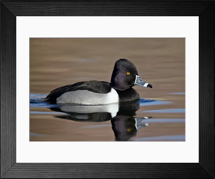Framed Print : Ring-necked Duck (Aythya collaris) swimming, Clark County, Nevada, United States of America, North America Framed Print : Ring-necked Duck (Aythya collaris) swimming, Clark County, Nevada, United States of America, North America