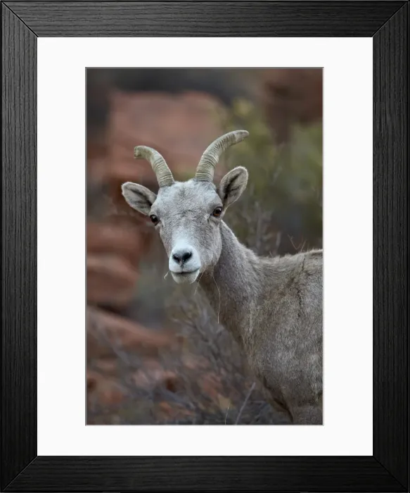 Framed Print : Desert Bighorn Sheep (Ovis canadensis nelsoni) ram, Valley of Fire State Park, Nevada, United States of America, North America Framed Print : Desert Bighorn Sheep (Ovis canadensis nelsoni) ram, Valley of Fire State Park, Nevada, United States of America, North America