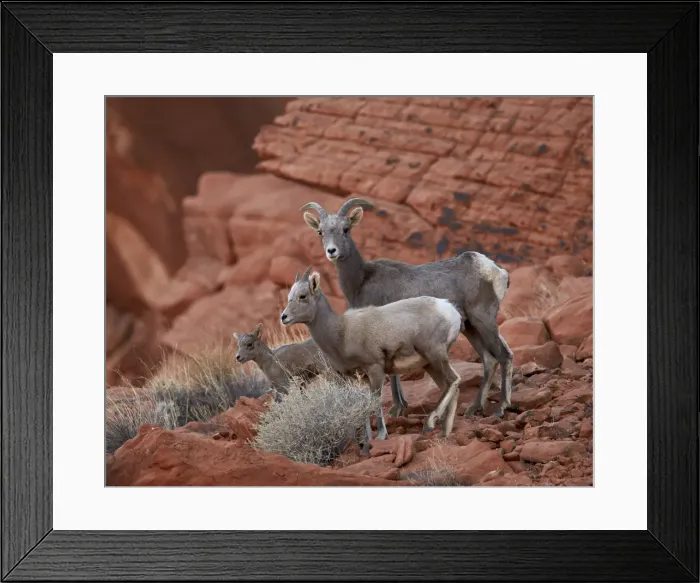 Framed Print : Desert Bighorn Sheep (Ovis canadensis nelsoni) ewe and two lambs, Valley of Fire State Park, Nevada, United States of America, North America Framed Print : Desert Bighorn Sheep (Ovis canadensis nelsoni) ewe and two lambs, Valley of Fire State Park, Nevada, United States of America, North America