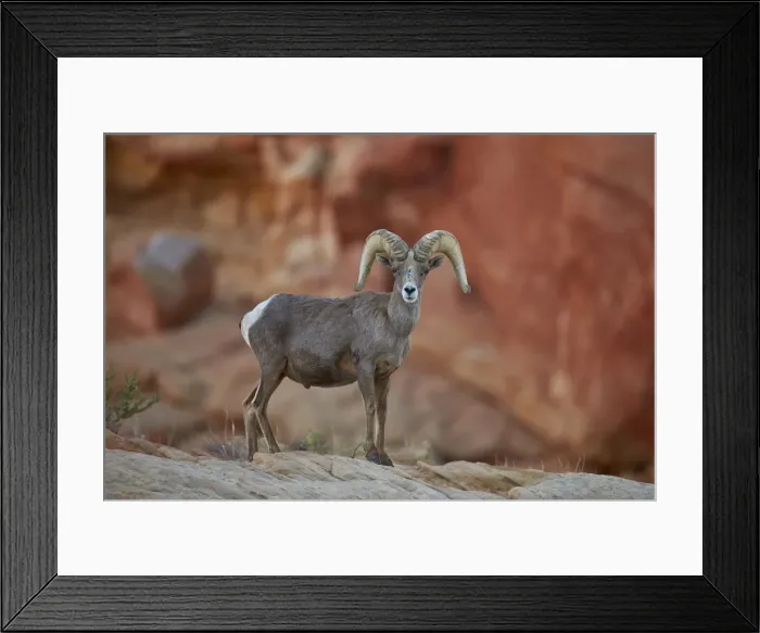 Framed Print : Desert Bighorn Sheep (Ovis canadensis nelsoni) ram, Valley of Fire State Park, Nevada, United States of America, North America Framed Print : Desert Bighorn Sheep (Ovis canadensis nelsoni) ram, Valley of Fire State Park, Nevada, United States of America, North America