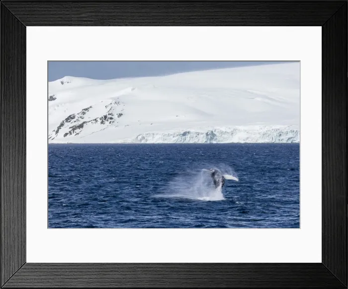 Framed Print : Humpback whale (Megaptera novaeangliae) breaching, Gerlache Strait, Antarctica, Polar Regions Framed Print : Humpback whale (Megaptera novaeangliae) breaching, Gerlache Strait, Antarctica, Polar Regions
