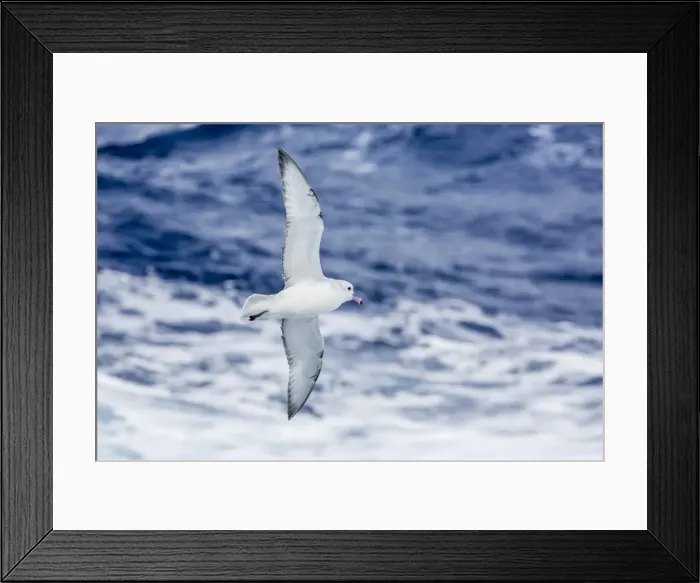 Framed Print : Adult Southern fulma (Fulmarus glacialoides) in flight at Coronation Island, South Orkney Islands, Antarctica, Polar Regions Framed Print : Adult Southern fulma (Fulmarus glacialoides) in flight at Coronation Island, South Orkney Islands, Antarctica, Polar Regions