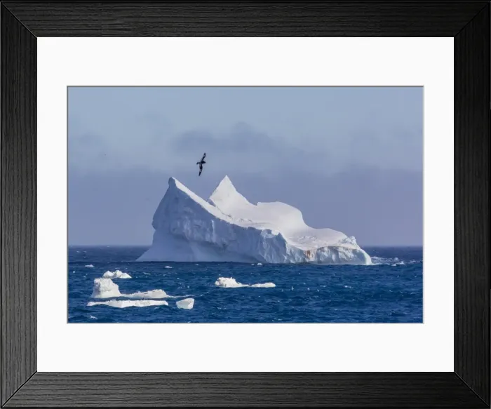 Framed Print : Cape petrel flying over iceberg near Coronation Island, South Orkney Islands, Antarctica, Polar Regions Framed Print : Cape petrel flying over iceberg near Coronation Island, South Orkney Islands, Antarctica, Polar Regions
