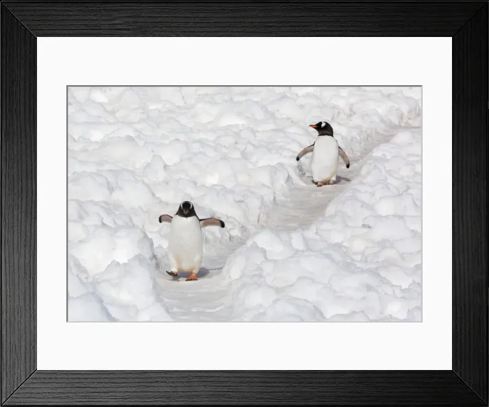 Framed Print : Gentoo penguins (Pygoscelis papua) walking on the penguin highway at Neko Harbour, Antarctica, Polar Regions Framed Print : Gentoo penguins (Pygoscelis papua) walking on the penguin highway at Neko Harbour, Antarctica, Polar Regions