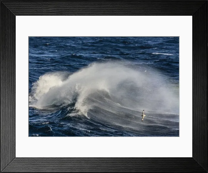 Framed Print : Adult cape petrel (Daption capense) flying in gale force winds in the Drake Passage, Antarctica, Polar Regions Framed Print : Adult cape petrel (Daption capense) flying in gale force winds in the Drake Passage, Antarctica, Polar Regions