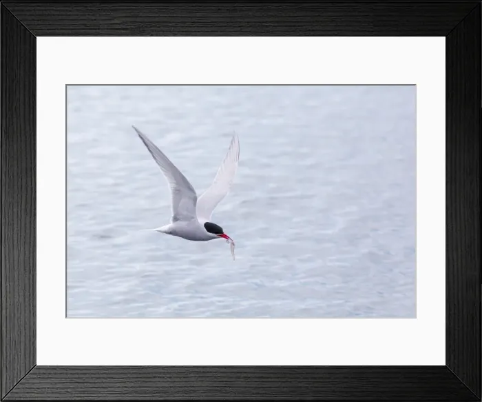 Framed Print : Adult Antarctic tern (Sterna vittata) in flight with fish in its bill in the Enterprise Islands, Southern Ocean, Antarctica, Polar Regions Framed Print : Adult Antarctic tern (Sterna vittata) in flight with fish in its bill in the Enterprise Islands, Southern Ocean, Antarctica, Polar Regions