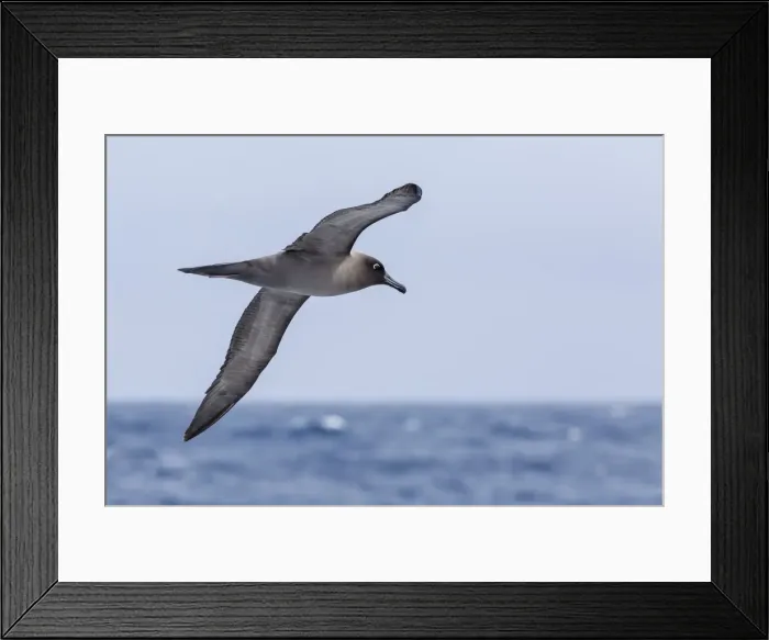 Framed Print : Adult light-mantled sooty albatross (Phoebetria palpebrata) in flight in the Drake Passage, Antarctica, Polar Regions Framed Print : Adult light-mantled sooty albatross (Phoebetria palpebrata) in flight in the Drake Passage, Antarctica, Polar Regions