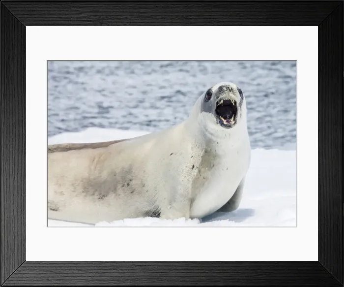 Framed Print : Crabeater seal (Lobodon carcinophaga) showing teeth while resting on ice floe in Paradise Bay, Antarctica, Polar Regions Framed Print : Crabeater seal (Lobodon carcinophaga) showing teeth while resting on ice floe in Paradise Bay, Antarctica, Polar Regions