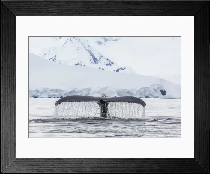 Framed Print : Humpback whale (Megaptera novaeangliae), flukes-up dive in the Enterprise Islands, Antarctica, Polar Regions Framed Print : Humpback whale (Megaptera novaeangliae), flukes-up dive in the Enterprise Islands, Antarctica, Polar Regions