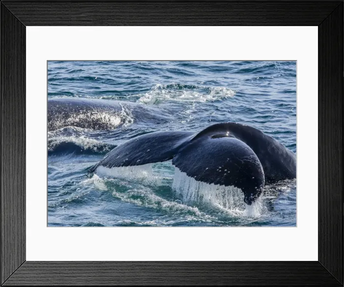 Framed Print : Humpback whale (Megaptera novaeangliae) flukes-up dive in Dallmann Bay, Antarctica, Polar Regions Framed Print : Humpback whale (Megaptera novaeangliae) flukes-up dive in Dallmann Bay, Antarctica, Polar Regions