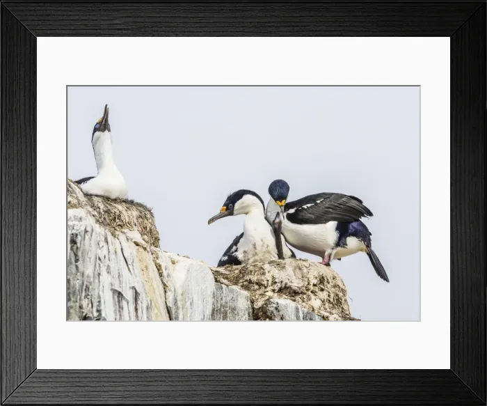 Framed Print : Antarctic shags (Phalacrocorax [atriceps] bransfieldensis), nesting chick on Petermann Island, Antarctica, Polar Regions