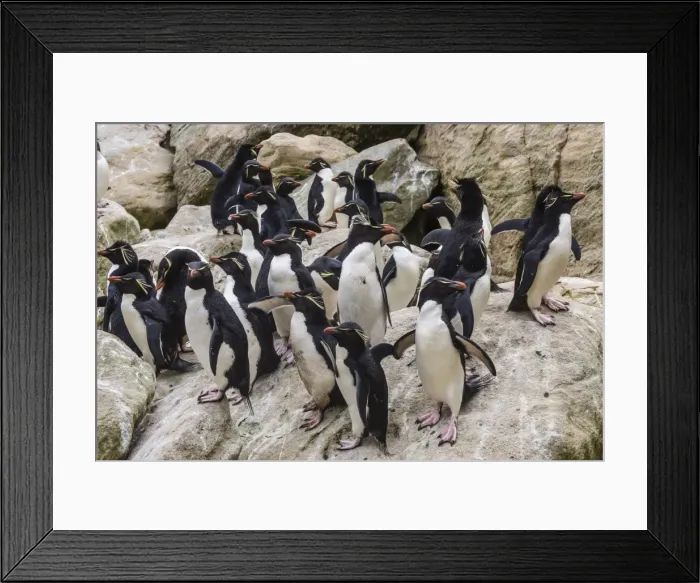 Framed Print : Adult southern rockhopper penguins (Eudyptes chrysocome) at breeding and molting colony on New Island, Falklands, UK Overseas Protectorate, Polar Regions Framed Print : Adult southern rockhopper penguins (Eudyptes chrysocome) at breeding and molting colony on New Island, Falklands, UK Overseas Protectorate, Polar Regions