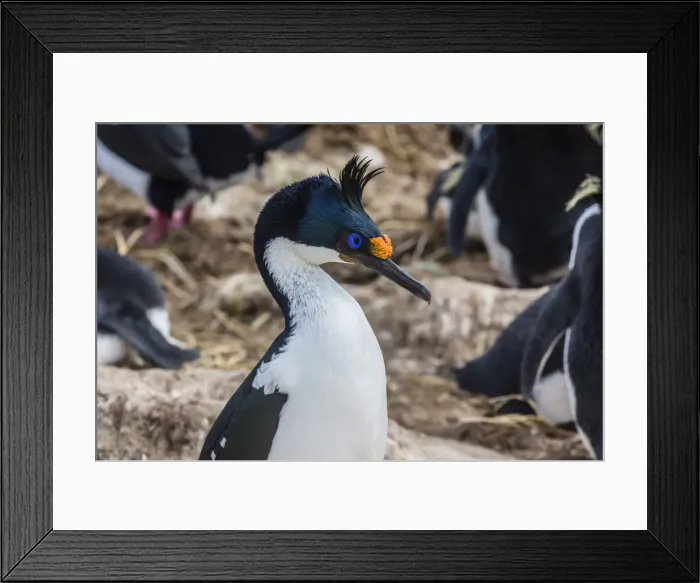 Framed Print : Adult Imperial Shag (Phalacrocorax atriceps) at breeding colony on New Island, Falklands, UK Overseas Protectorate, Polar Regions