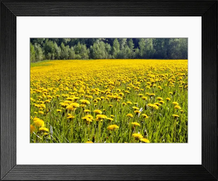 Framed Print : Fields at Varska, Estonia, Baltic States, Europe Framed Print : Fields at Varska, Estonia, Baltic States, Europe