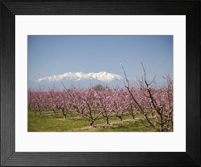 Framed Print : Fruit blossom, Mount Canigou, Pyrenees Oriental, Languedoc-Roussillon, France, Europe Framed Print : Fruit blossom, Mount Canigou, Pyrenees Oriental, Languedoc-Roussillon, France, Europe