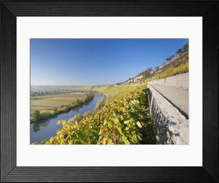 Framed Print : Vineyards in autumn, Mundelsheim, Neckartal Valley, Neckar River, Baden Wurttemberg, Germany, Europe Framed Print : Vineyards in autumn, Mundelsheim, Neckartal Valley, Neckar River, Baden Wurttemberg, Germany, Europe