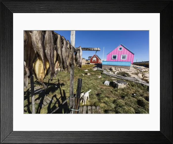 Framed Print : Fish drying on racks in the town of Ilulissat, Greenland, Polar Regions Framed Print : Fish drying on racks in the town of Ilulissat, Greenland, Polar Regions