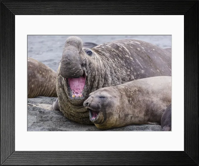 Framed Print : Southern elephant seal (Mirounga leonina) bull holding female down for mating, Right Whale Bay, South Georgia, UK Overseas Protectorate, Polar Regions Framed Print : Southern elephant seal (Mirounga leonina) bull holding female down for mating, Right Whale Bay, South Georgia, UK Overseas Protectorate, Polar Regions