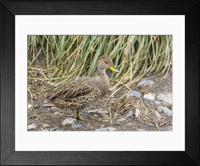 Framed Print : Adult South Georgia pintail (Anas georgica georgica), Prion Island, South Georgia, UK Overseas Protectorate, Polar Regions Framed Print : Adult South Georgia pintail (Anas georgica georgica), Prion Island, South Georgia, UK Overseas Protectorate, Polar Regions