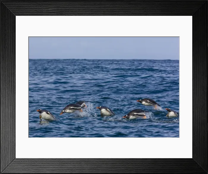 Framed Print : Adult gentoo penguins (Pygoscelis papua) porpoising for speed in Cooper Bay, South Georgia, UK Overseas Protectorate, Polar Regions Framed Print : Adult gentoo penguins (Pygoscelis papua) porpoising for speed in Cooper Bay, South Georgia, UK Overseas Protectorate, Polar Regions