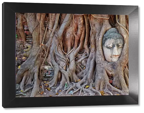 Stone Buddha head entwined in the roots of a fig tree, Wat Mahatat, Ayutthaya Historical Park, UNESCO World Heritage Site, Ayutthaya, Thailand, Southeast Asia, Asia cuvres used to bring out red in top of roots and blue at bottom of roots, increased contrast