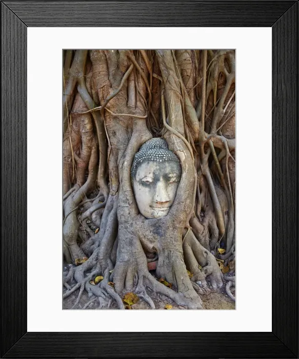 Framed Print : Stone Buddha head entwined in the roots of a fig tree, Wat Mahatat, Ayutthaya Historical Park, UNESCO World Heritage Site, Ayutthaya, Thailand, Southeast Asia, Asia cuvres used to bring out red in top of roots and blue at bottom of roots, increased contrast Framed Print : Stone Buddha head entwined in the roots of a fig tree, Wat Mahatat, Ayutthaya Historical Park, UNESCO World Heritage Site, Ayutthaya, Thailand, Southeast Asia, Asia cuvres used to bring out red in top of roots and blue at bottom of roots, increased contrast