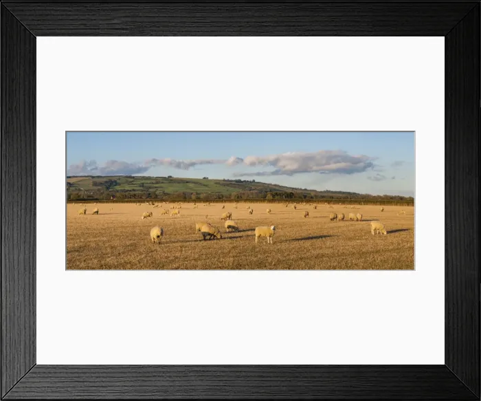 Framed Print : Sheep in the Cotswolds, Tewkesbury, Gloucestershire, England, United Kingdom, Europe Framed Print : Sheep in the Cotswolds, Tewkesbury, Gloucestershire, England, United Kingdom, Europe