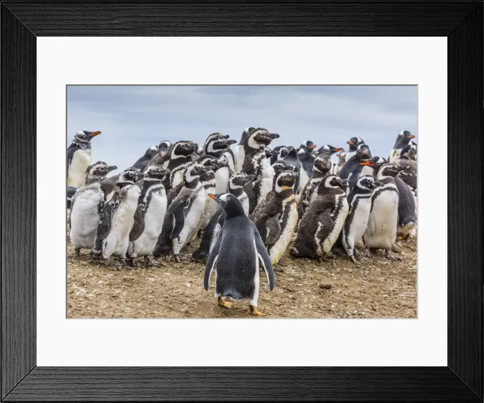 Framed Print : Magellanic penguins (Spheniscus magellanicus) molting feathers near gentoo penguin (Pygoscelis papua), on Saunders Island, West Falkland Islands, UK Overseas Protectorate, South America Framed Print : Magellanic penguins (Spheniscus magellanicus) molting feathers near gentoo penguin (Pygoscelis papua), on Saunders Island, West Falkland Islands, UK Overseas Protectorate, South America