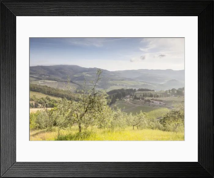 Framed Print : Olive groves and vineyards near to Radda in Chianti, Tuscany, Italy, Europe Framed Print : Olive groves and vineyards near to Radda in Chianti, Tuscany, Italy, Europe