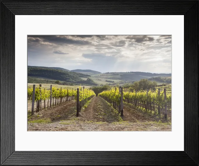 Framed Print : Vineyards near to Montepulciano, Val d Orcia, UNESCO World Heritage Site, Tuscany, Italy, Europe Framed Print : Vineyards near to Montepulciano, Val d Orcia, UNESCO World Heritage Site, Tuscany, Italy, Europe